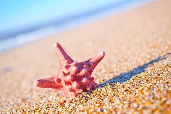 ビーチで星の魚 — ストック写真