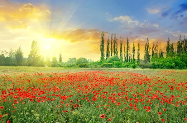 Mohn auf der grünen Wiese — Stockfoto