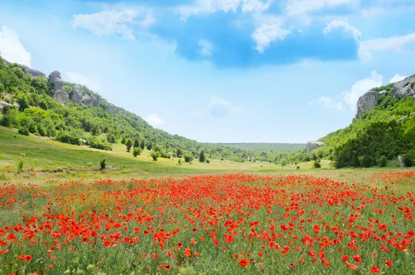 Poppies in green field — Stock Photo, Image