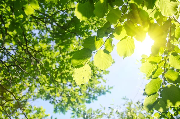 Foliage — Stock Photo, Image