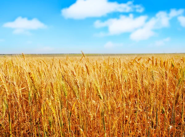 Tarweveld — Stockfoto