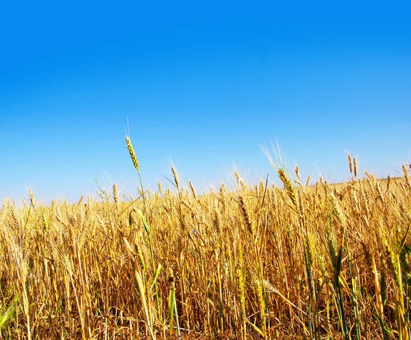 Wheat field — Stock Photo, Image