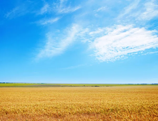 Wheat field — Stock Photo, Image