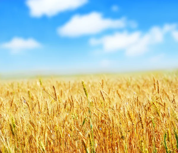 Wheat and sky — Stock Photo, Image