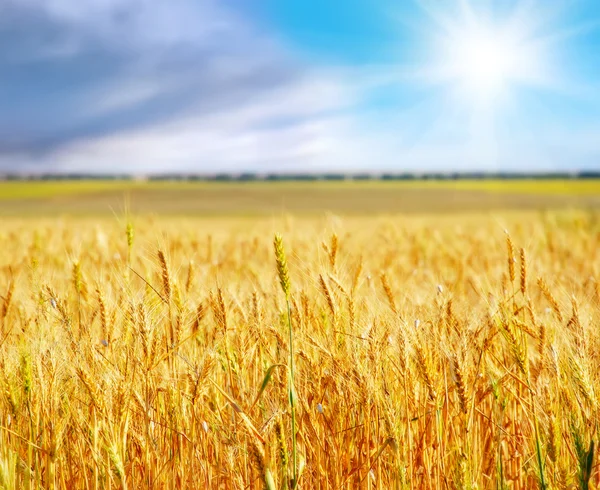 Wheat and sky — Stock Photo, Image