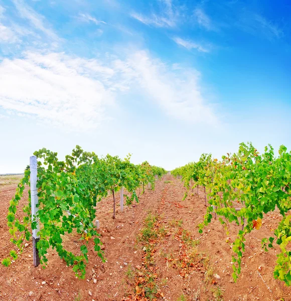 Grüner Weinberg — Stockfoto