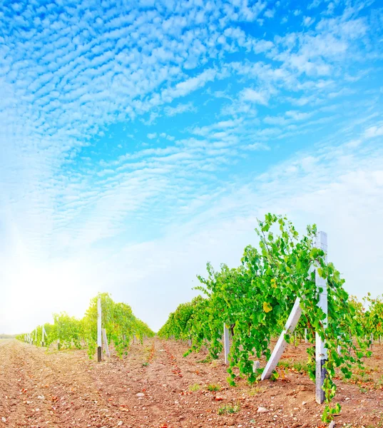 Zelené vineyard — Stock fotografie