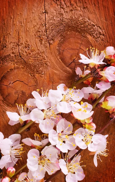 Blossoming branch — Stock Photo, Image