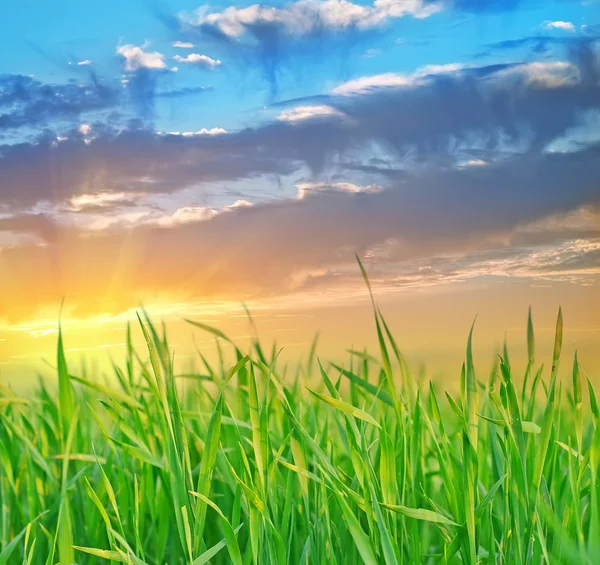 Grass — Stock Photo, Image