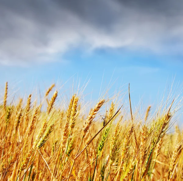 Campo de trigo — Foto de Stock