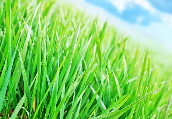 Green grass — Stock Photo, Image