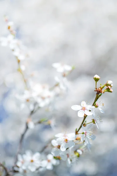 Lente boom — Stockfoto