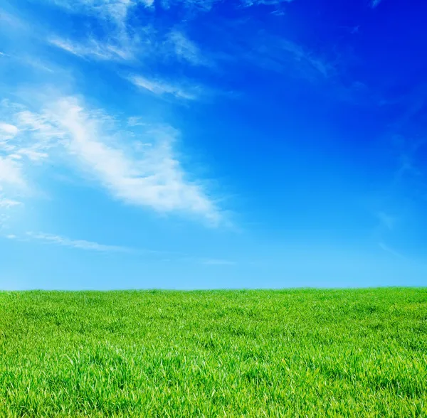 Grass and sky — Stock Photo, Image