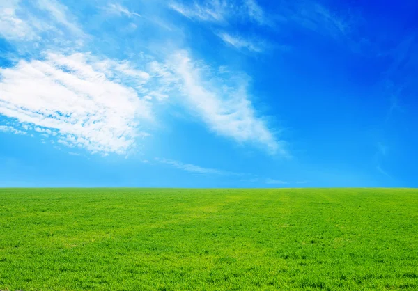 Grass and sky — Stock Photo, Image