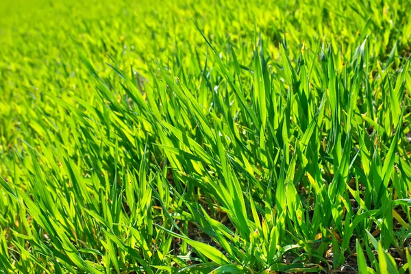 Grünes Gras — Stockfoto