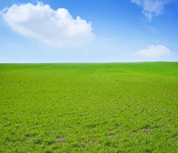 Erba e cielo — Foto Stock