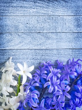 sümbül çiçekleri