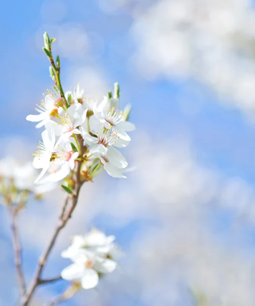 Lente boom — Stockfoto