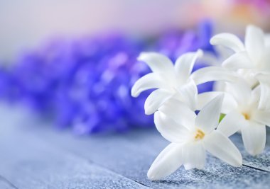 bir tabloda sümbül