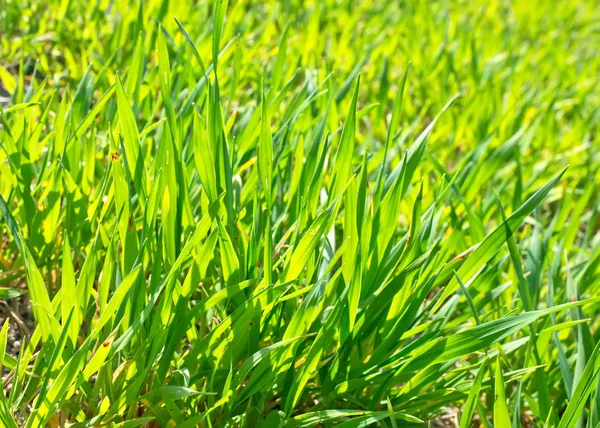 Grünes Gras — Stockfoto