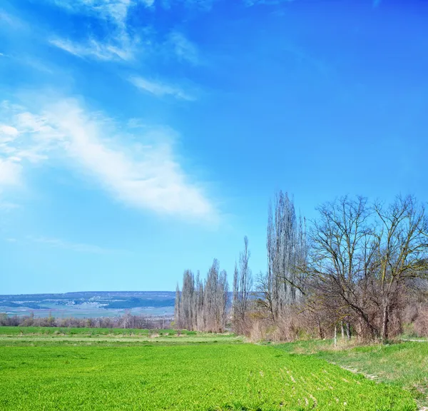 Grüne Wiese — Stockfoto