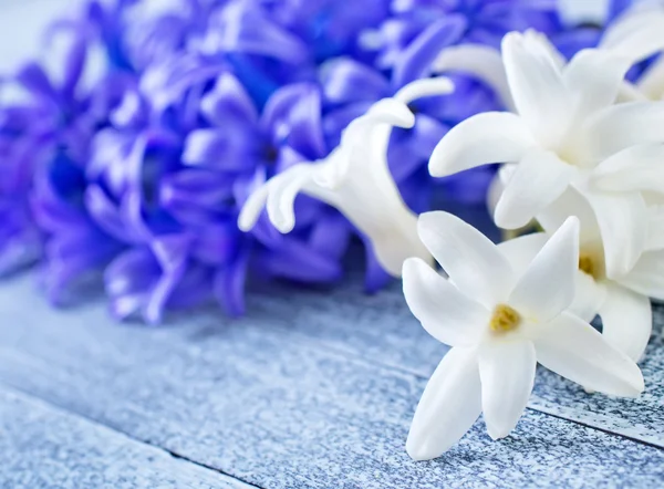 Hyacinth on a table — Stock Photo, Image