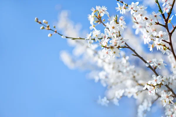 Spring tree — Stock Photo, Image