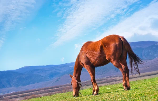 Koně na hřišti — Stock fotografie