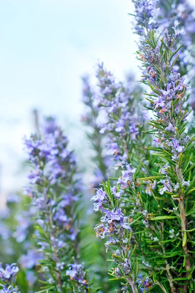 Blooming rosemary — Stock Photo, Image