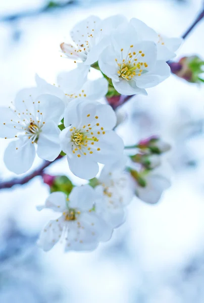 Blooming branches — Stock Photo, Image