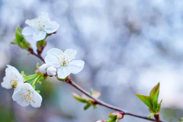 Blooming branches — Stock Photo, Image