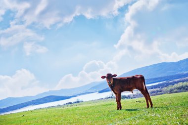 derisindeki bir çayır