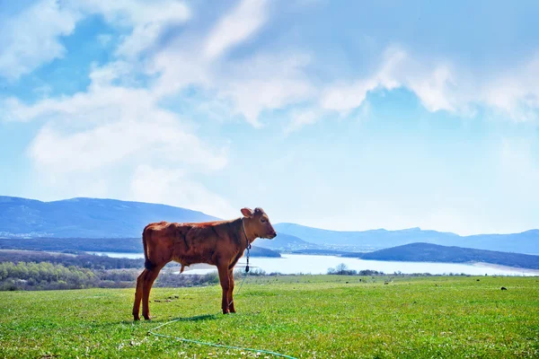 Calf on a meadow — Stock Photo, Image