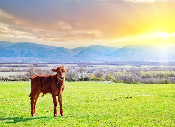 Calf on a meadow — Stock Photo, Image