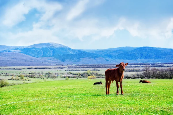 Ternero en un prado — Foto de Stock