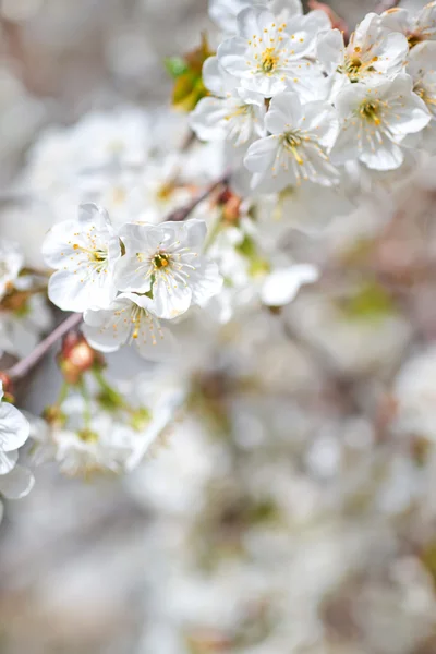 Beautiful blooming branches — Stock Photo, Image