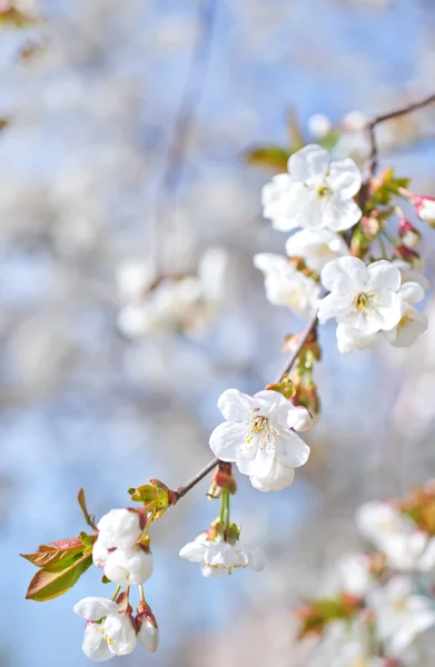 Blooming branches — Stock Photo, Image