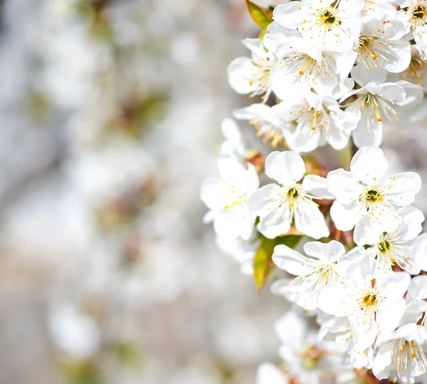 開花枝 — ストック写真