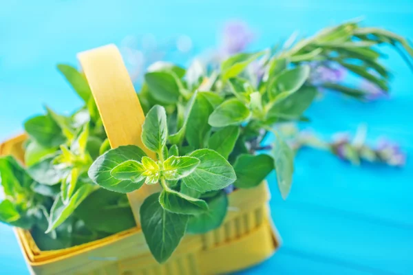 Aroma herb — Stock Photo, Image