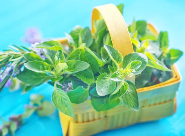 Aroma herb — Stock Photo, Image