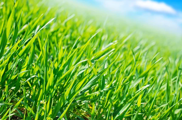 Green field — Stock Photo, Image