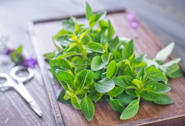 Gewürzkräuter — Stockfoto