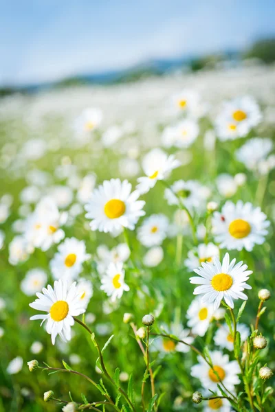 Camomilla campo — Foto Stock