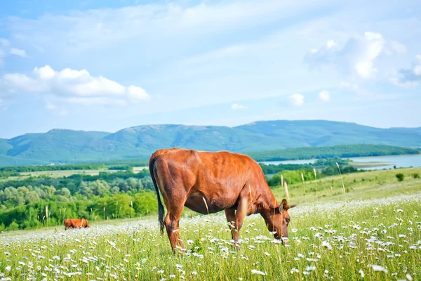 Rural landscape — Stock Photo, Image