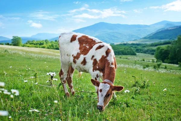 Paisagem rural — Fotografia de Stock