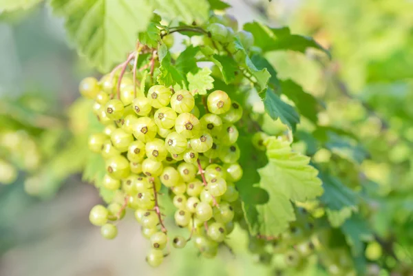 Currant — Stock Photo, Image