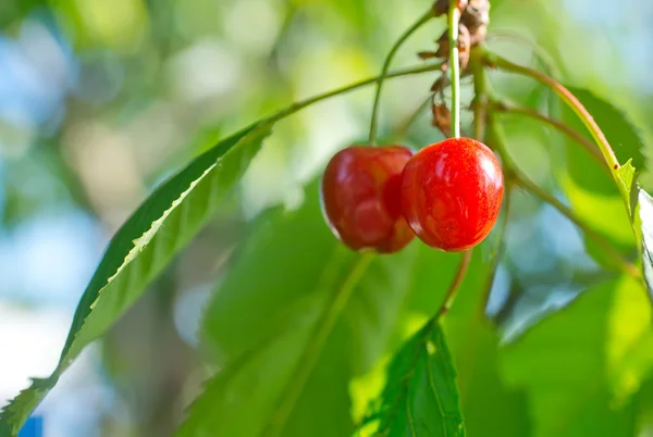 Cherry — Stock Photo, Image