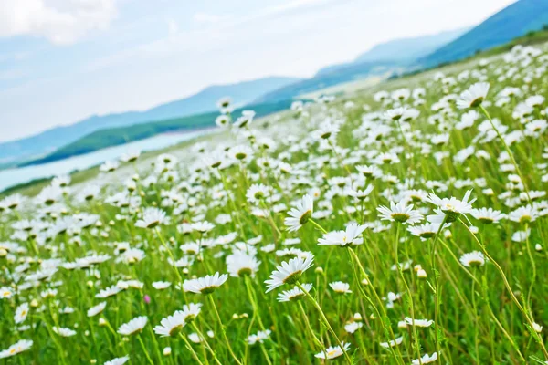 Camomilla campo — Foto Stock