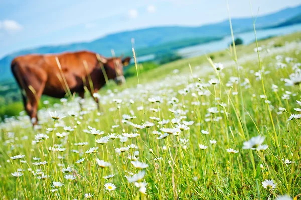 Gradas en el campo — Foto de Stock