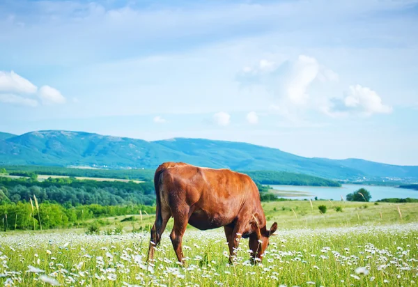 Caws in field — Stock Photo, Image